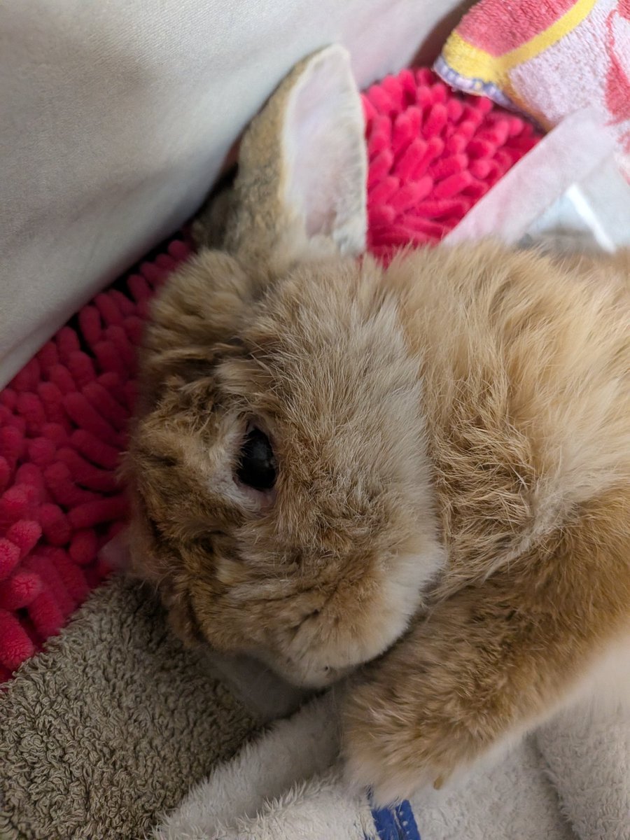 flopsy0502's tweet photo. #高齢うさぎ #うさぎ誕生日 #高齢うさぎ13歳 

れおん君、13歳の誕生日おめでとう🎉
人間だと91歳！
寝たきりになって5か月だけど食欲もあって可愛いさは倍増❤
1日1日が大切な時間なので大事にお世話しなくちゃ(๑•̀ㅂ•́)و✧♥✨️ https://t.co/gA7GqIxMfi