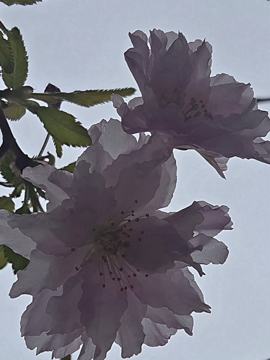 雪うさぎ tweet media