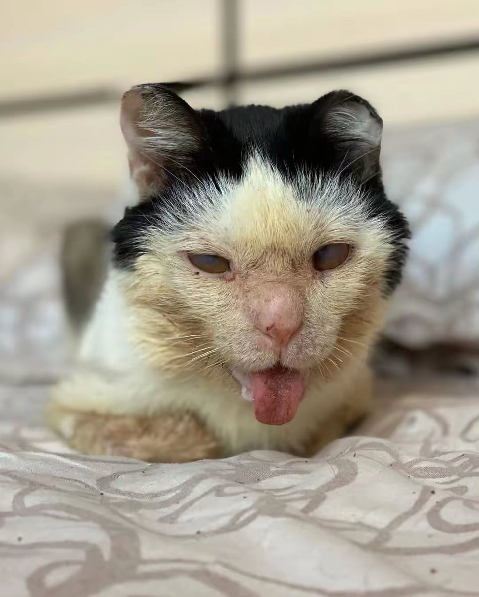 DIMITROV ANIMAL SHELTER tweet media