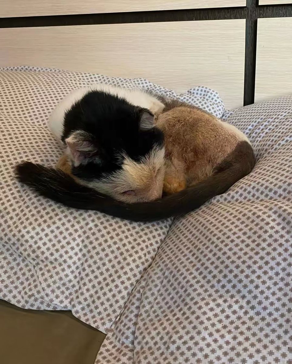 DIMITROV ANIMAL SHELTER tweet media