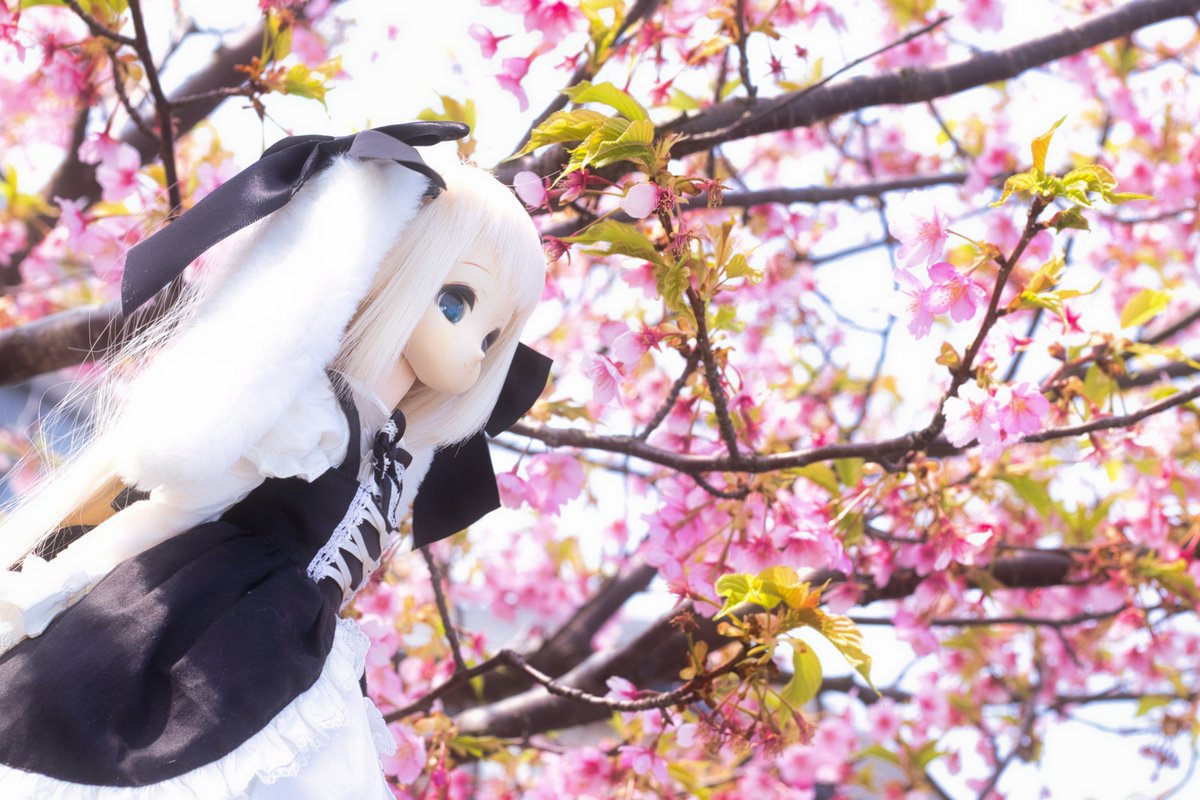 パムちゃ@チマメ隊は最高だな tweet media