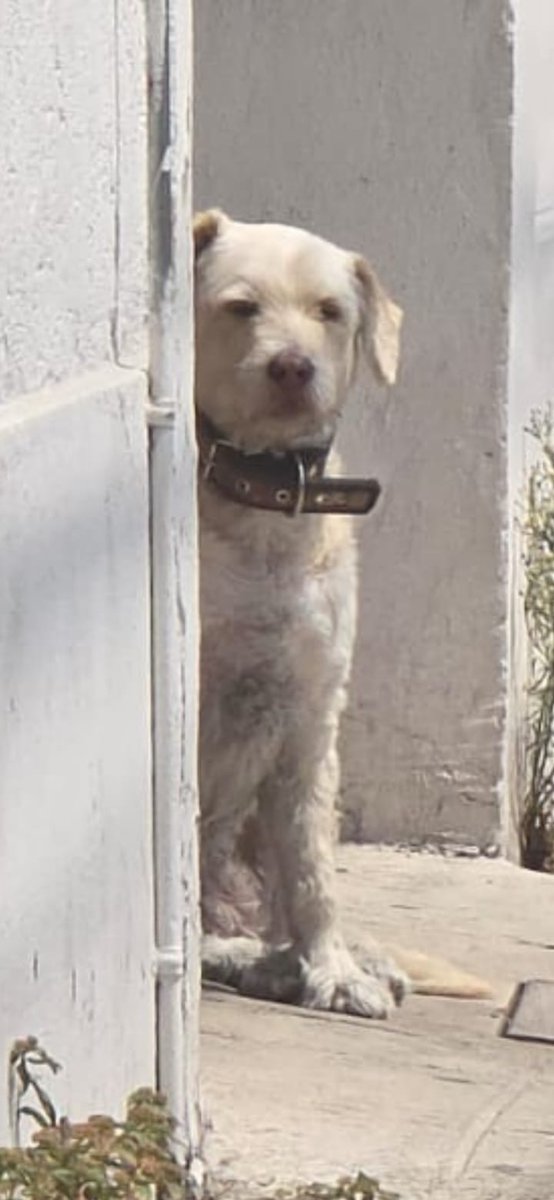 NP_ideaa's tweet photo. #LomitoSOS 🐶💔
Una perrita adulta lleva dos días deambulando desorientada en la colonia El Carmen, en #Puebla 😰
Se mueve sobre la 16 de Septiembre, entre 19 y 21 Oriente… pero no sabe cruzar las calles y no se deja agarrar, lo que la pone en riesgo constante 🚗⚠️

La información fue compartida por @GuadalupeVBravo, quien pide apoyo para difundir y ubicar a su familia. 
No es solo un perrito más en la calle… alguien la está buscando.
🙏 Comparte y ayúdanos a que vuelva con su familia.