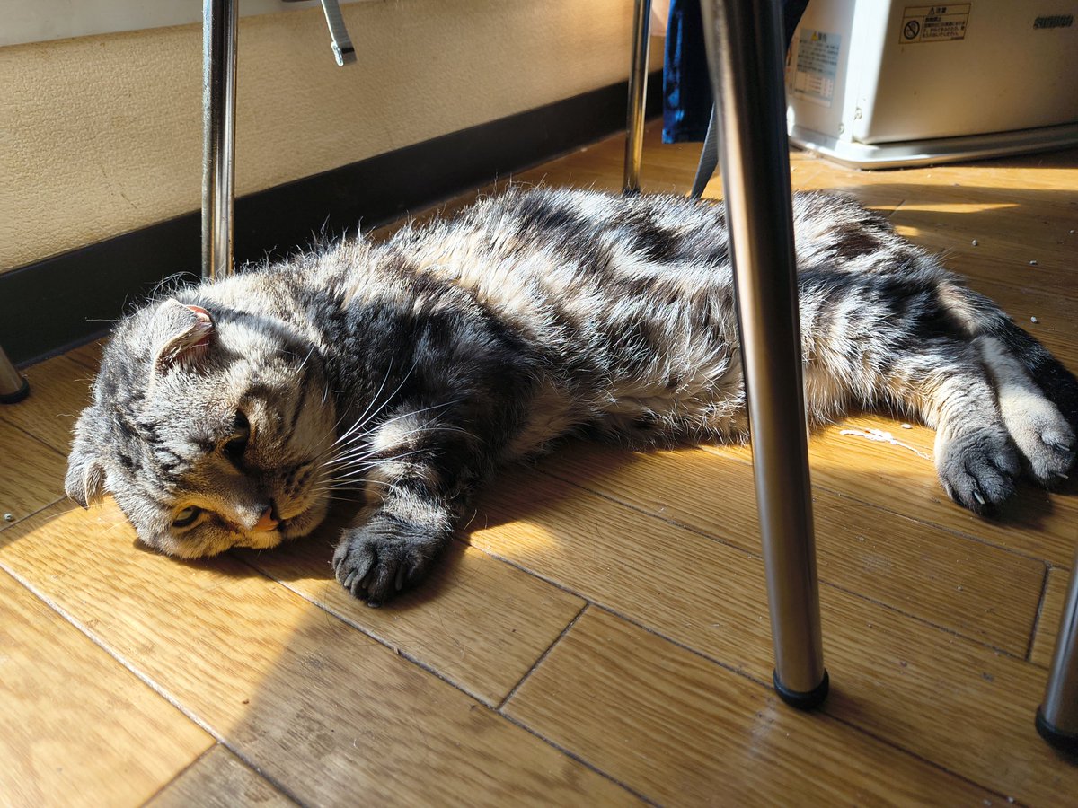 XELO(ぜろ) tweet media