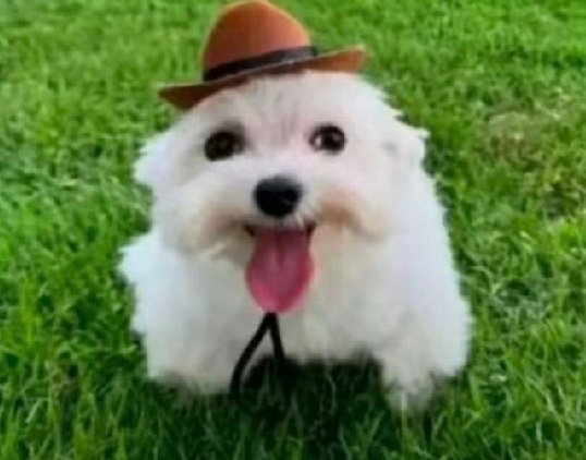 CheemsUltraInstinto tweet media