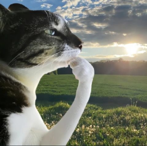 Alessandro tweet media