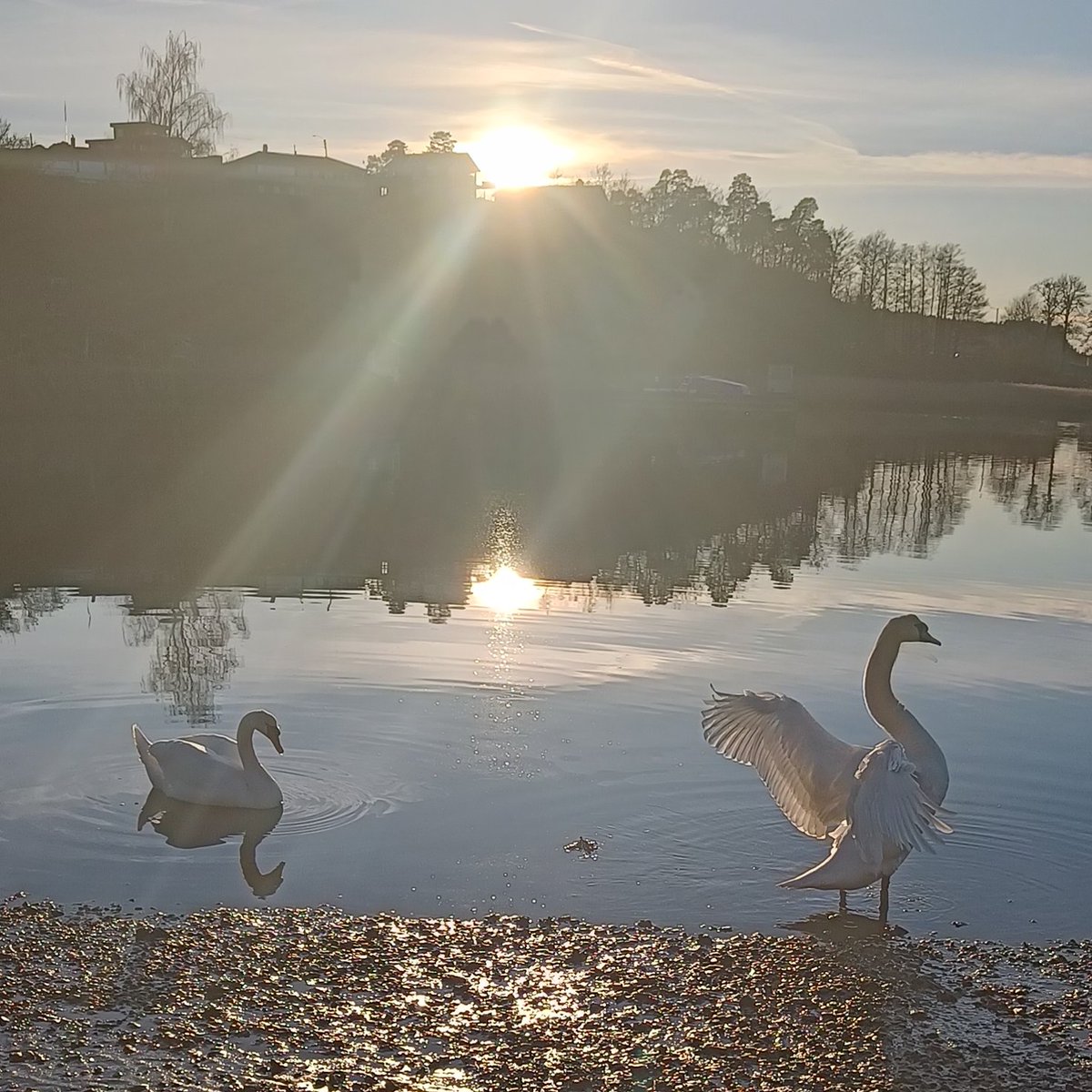 BenedicteLene's tweet image. At least there are some peaceful and quiet places left in the world.

#swans #sunset #lake #photography