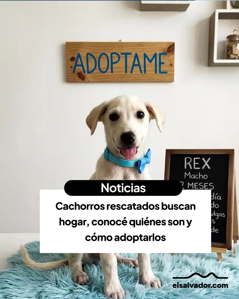 elsalvadorcom's tweet image. #Noticias | Con miradas llenas de ternura y muchas ganas de jugar, los peluditos del Centro de Resguardo de Santa Tecla buscan una familia que les brinde amor.

Lee más 👉 elsalvador.com/noticias/nacio…