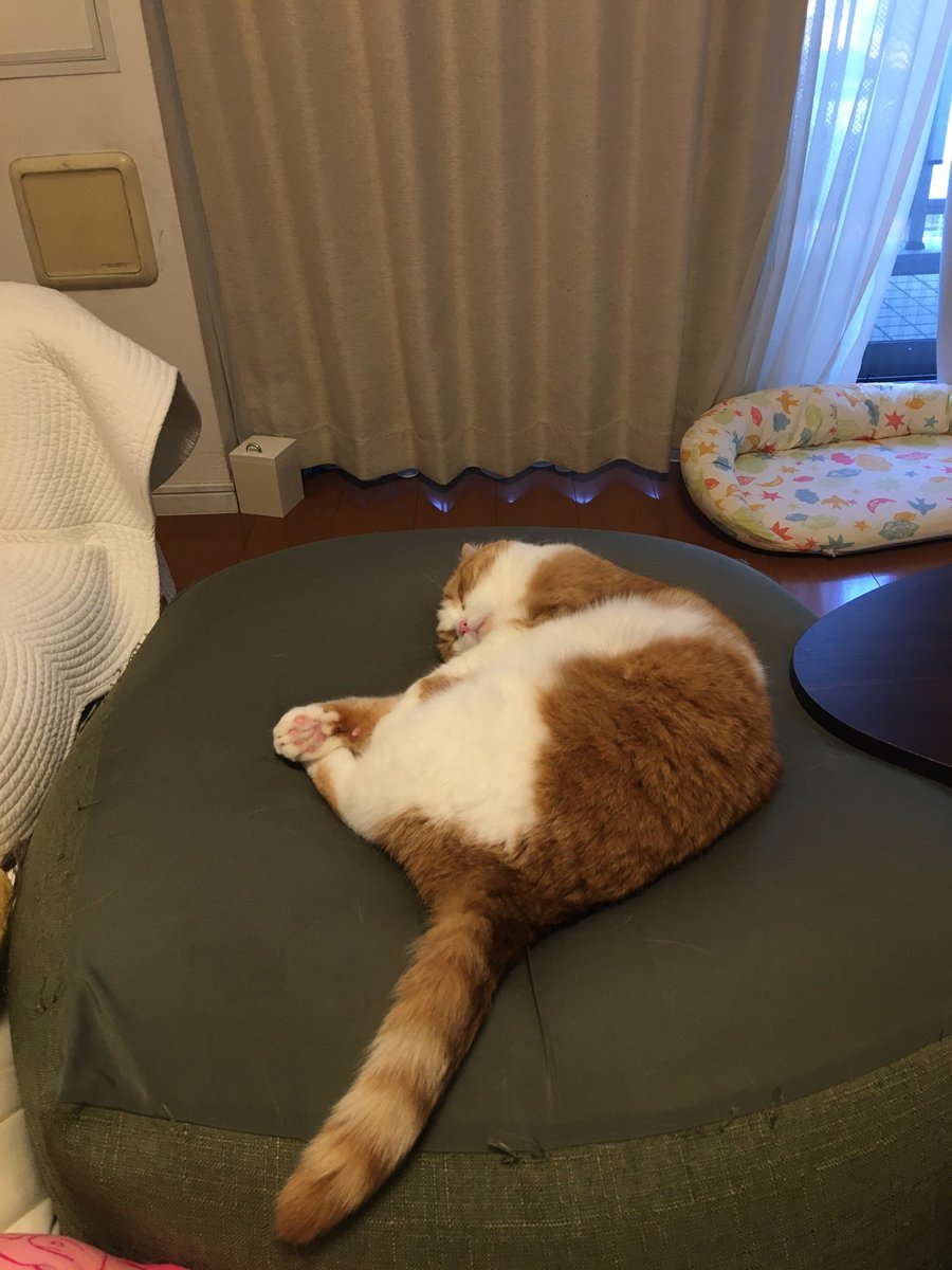 ぬこの麦との生活 tweet media