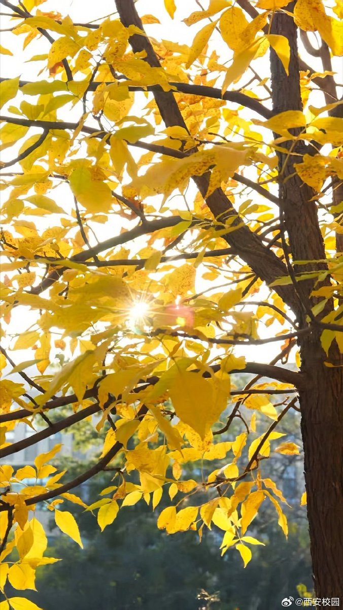 JOETTA WALKER tweet media