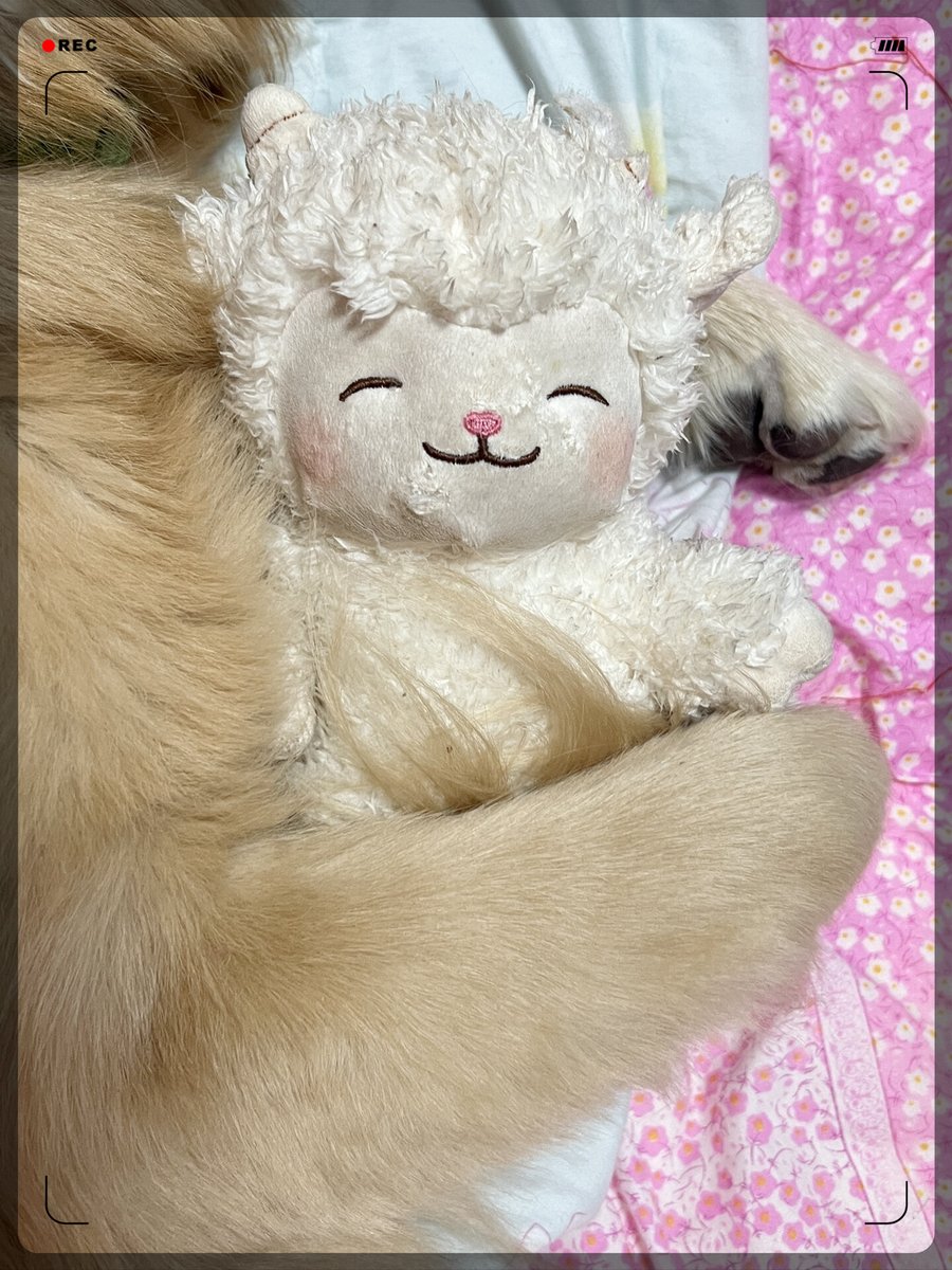 fatty hoho tweet media