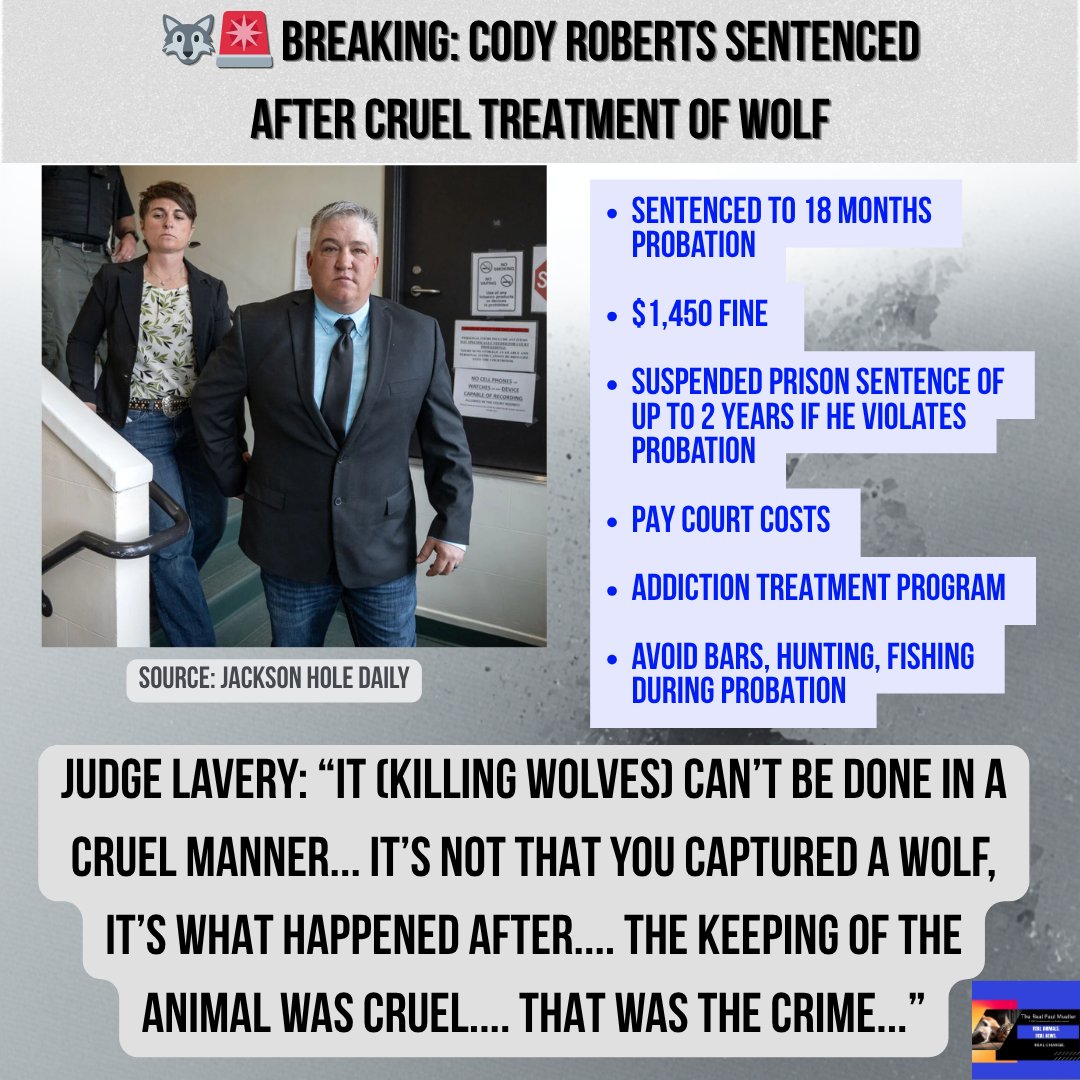BREAKING: Cody Roberts was sentenced today in a Sublette County courtroom for running over a young wolf pup with a snowmobile in February 2024. Today, he was sentenced to 18 months of supervised probation, a $1,000 fine, and he is barred from hunting or entering bars. Judge