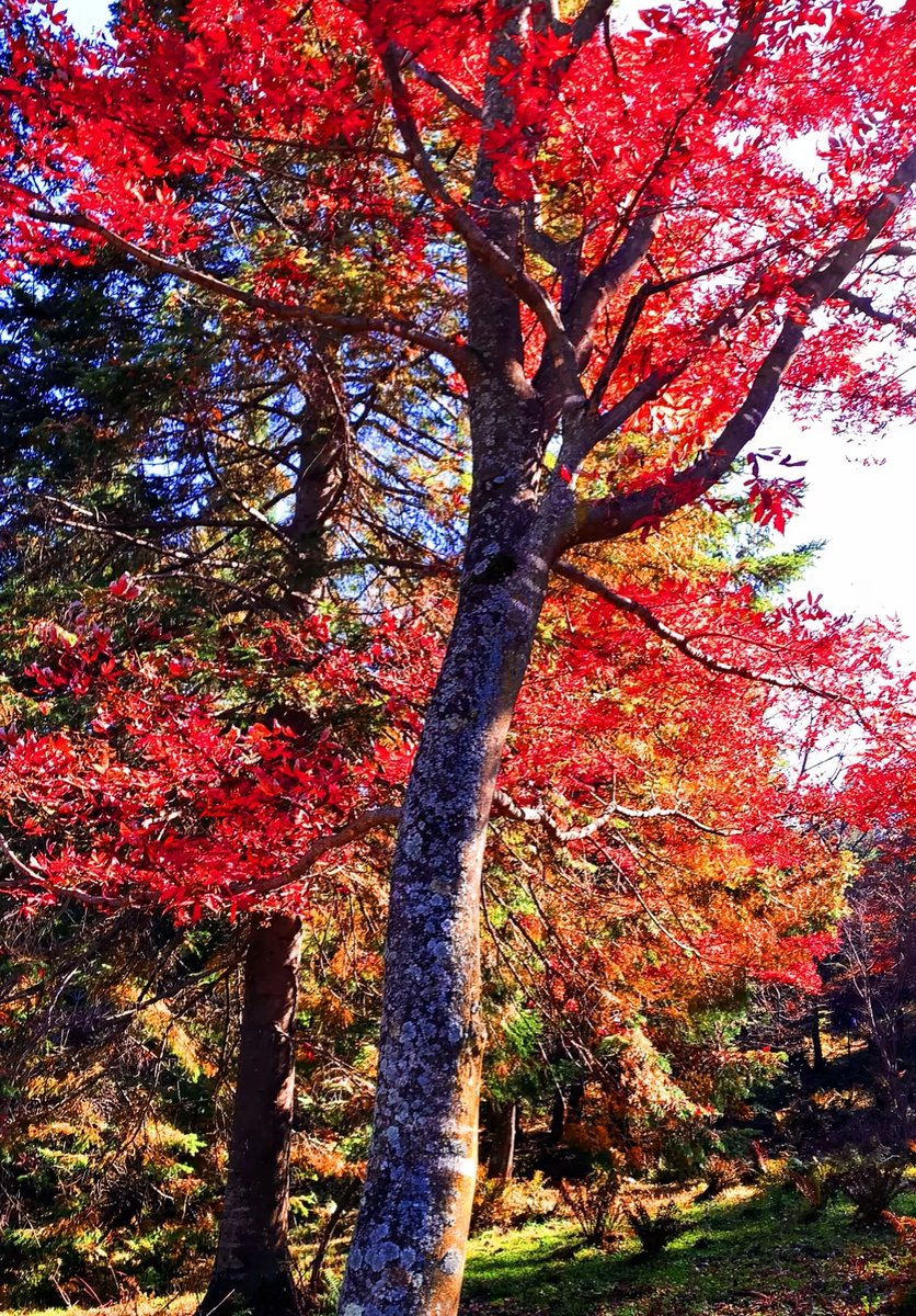 pahariay's tweet photo. Autumn breeze, golden leaves, and warm lattes—perfect day to wander slowly! https://t.co/7ZEiazefis