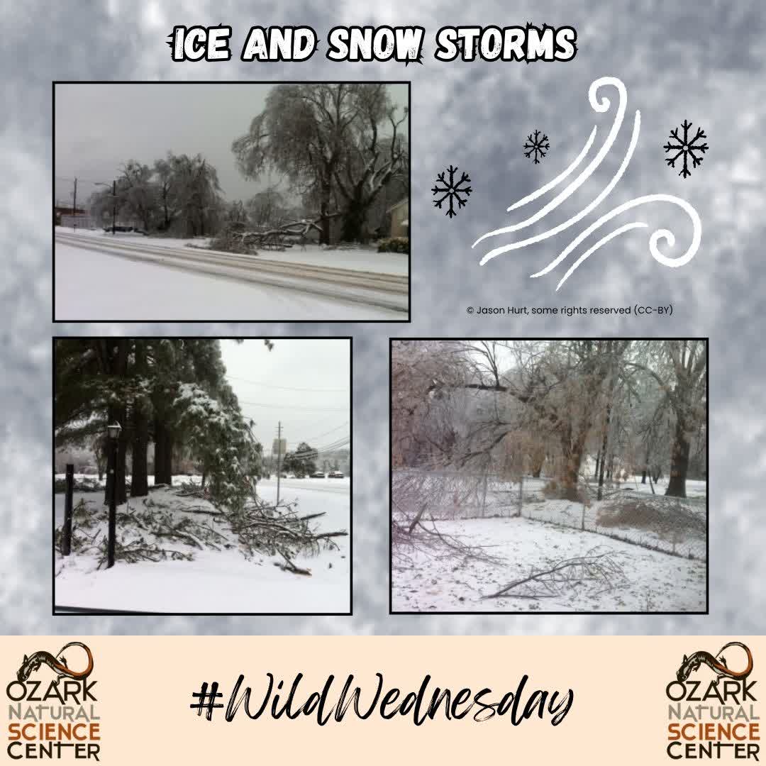 ozarknatsci's tweet image. ❄️Wild Wednesday - Ice and Snow Storms❄️

As the weather warms up, let's not forget about the beautiful snowstorm we had here in Arkansas at the beginning of this year! 

🌨️ Most cities in Nort...
#WildWednesday #ONSC #OzarkNaturalScienceCenter #Snow #FrostFlower #Snowman