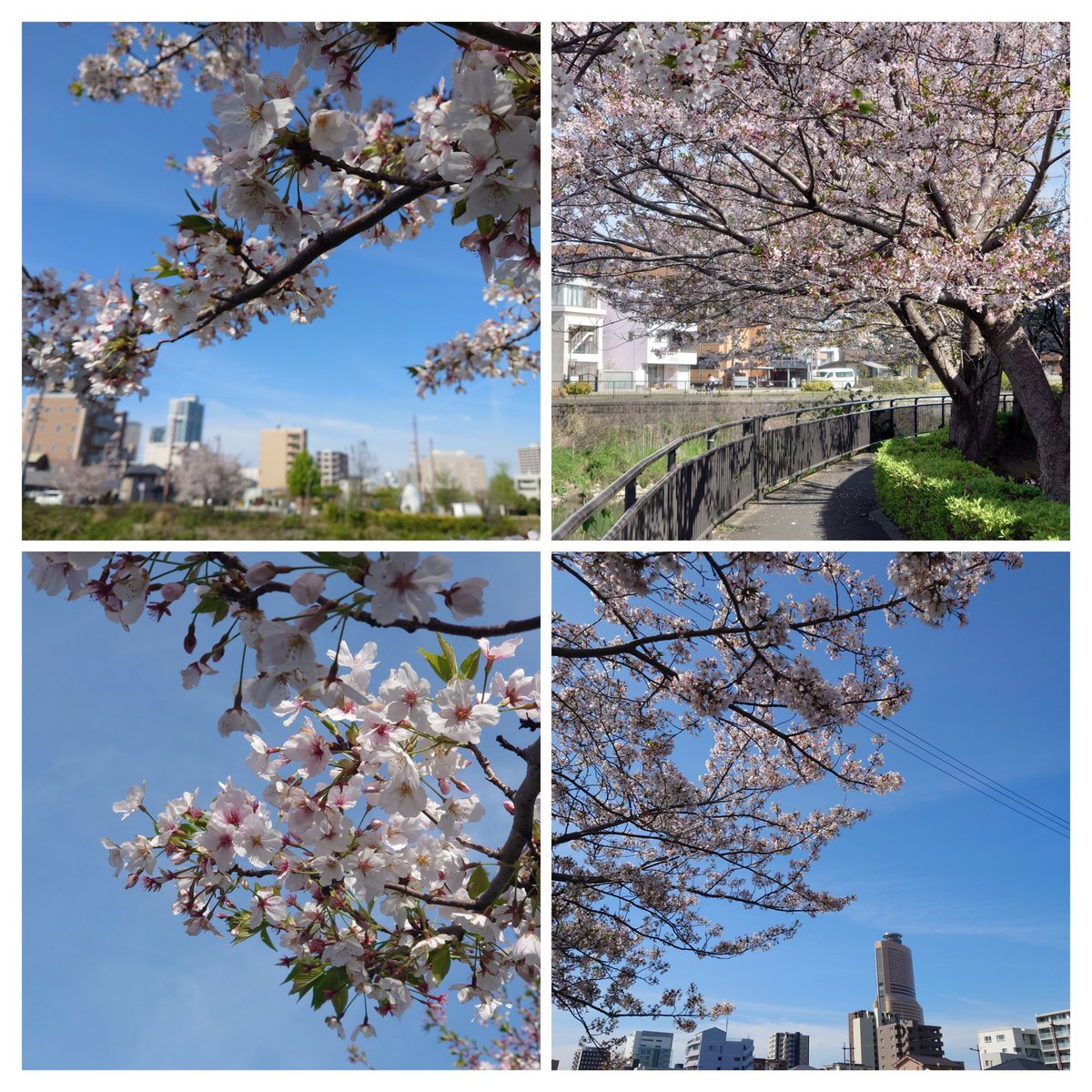 4_eietsu's tweet photo. 今日の🌸桜
静岡県浜松市中央区 https://t.co/YOmuN9pf7b