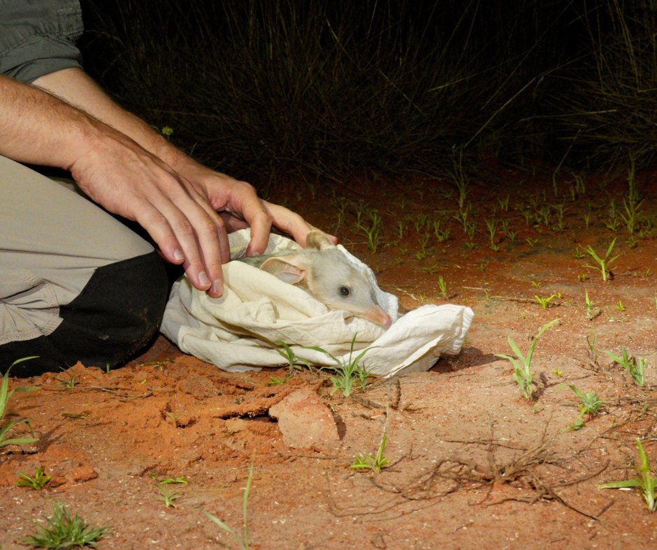 Australian Wildlife Conservancy tweet media
