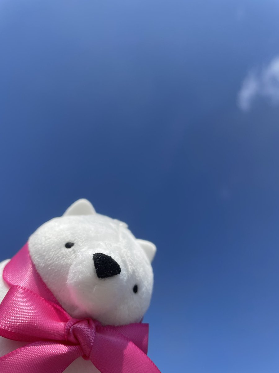 おはようございます！

やっぱり晴れてるとテンション上がりますね〜☀️
日差しもポカポカで眠くなりそう🥱

寝ないように！今日も頑張りましょう笑

#ドリムー
#企業公式ぬい撮り部