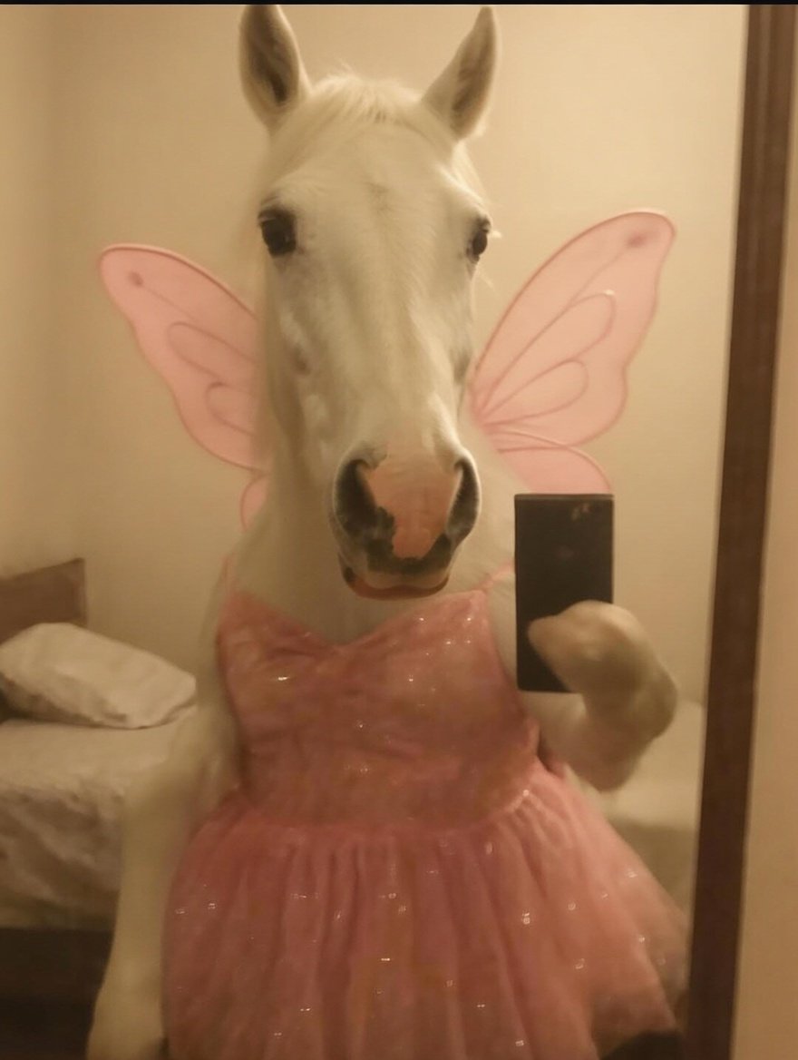 freespirit (hayman) tweet media