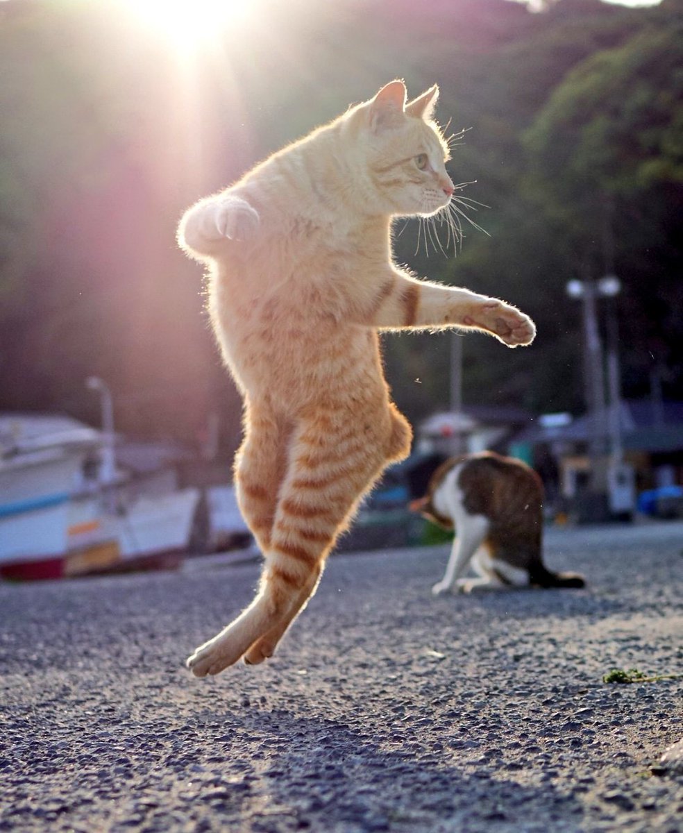 Toni🔴⚪(GANAR AL BARCELONA) tweet media