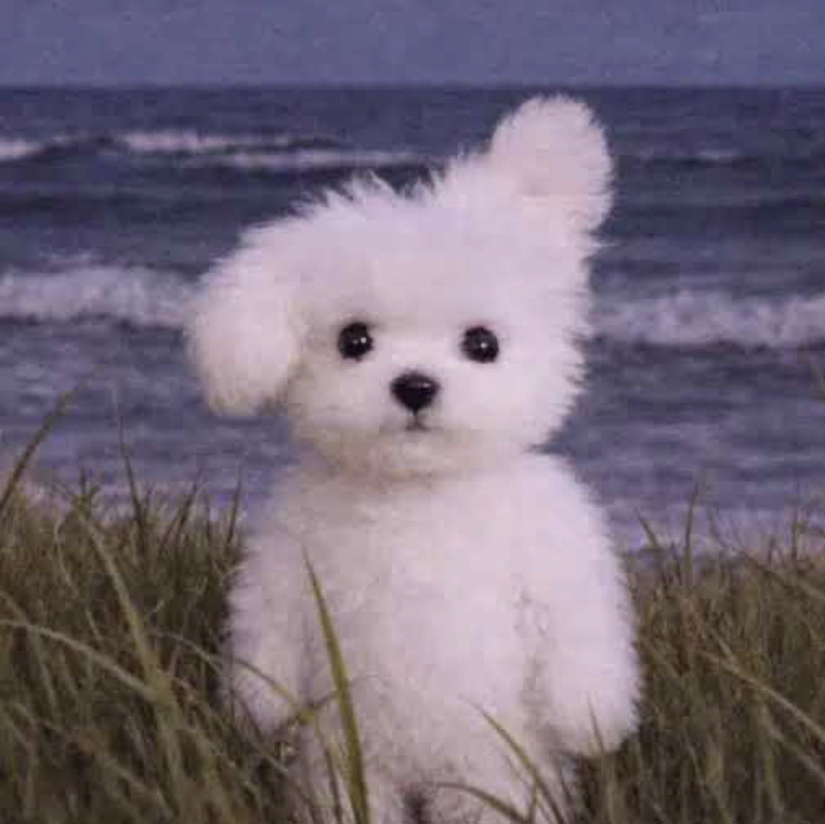 Brave Soul tweet media