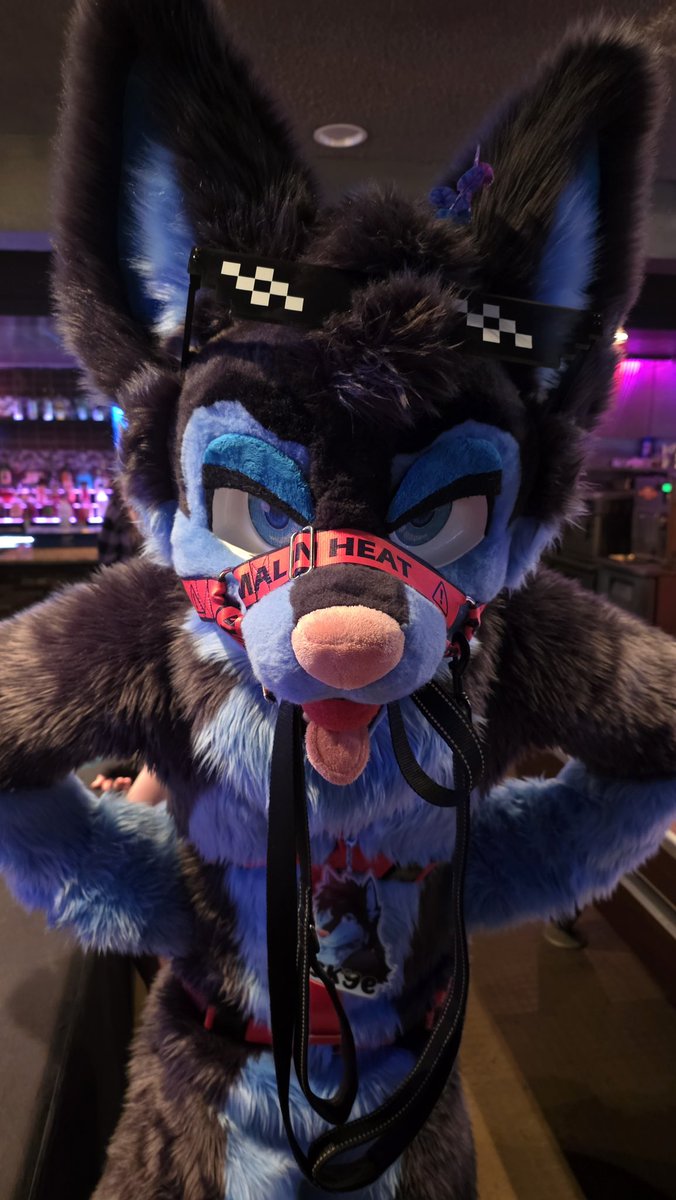 Skye The Husky 🔜 MEGAPLEX tweet media