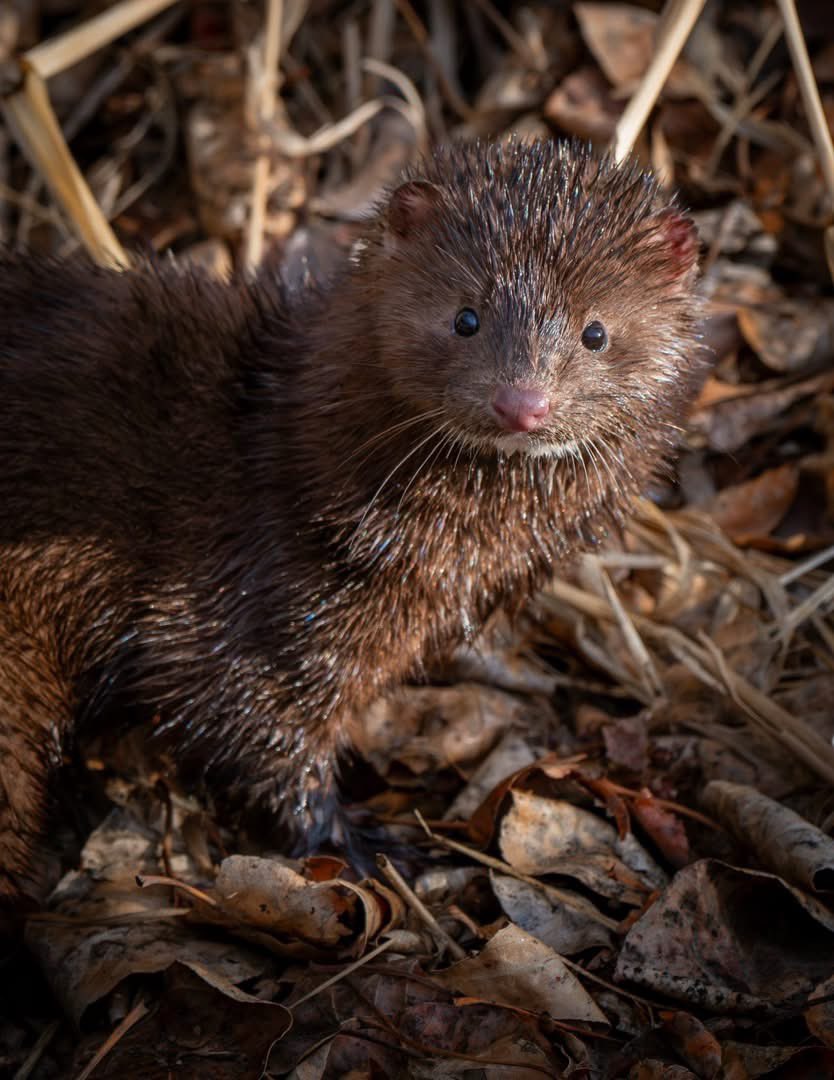trina_artist's tweet image. Went to Calgary to check out the local wildlife. I decided to go to the Inglewood bird sanctuary one morning,and to my surprise, I saw mink in really great warm light! 
#yyc #wildlife #loveit