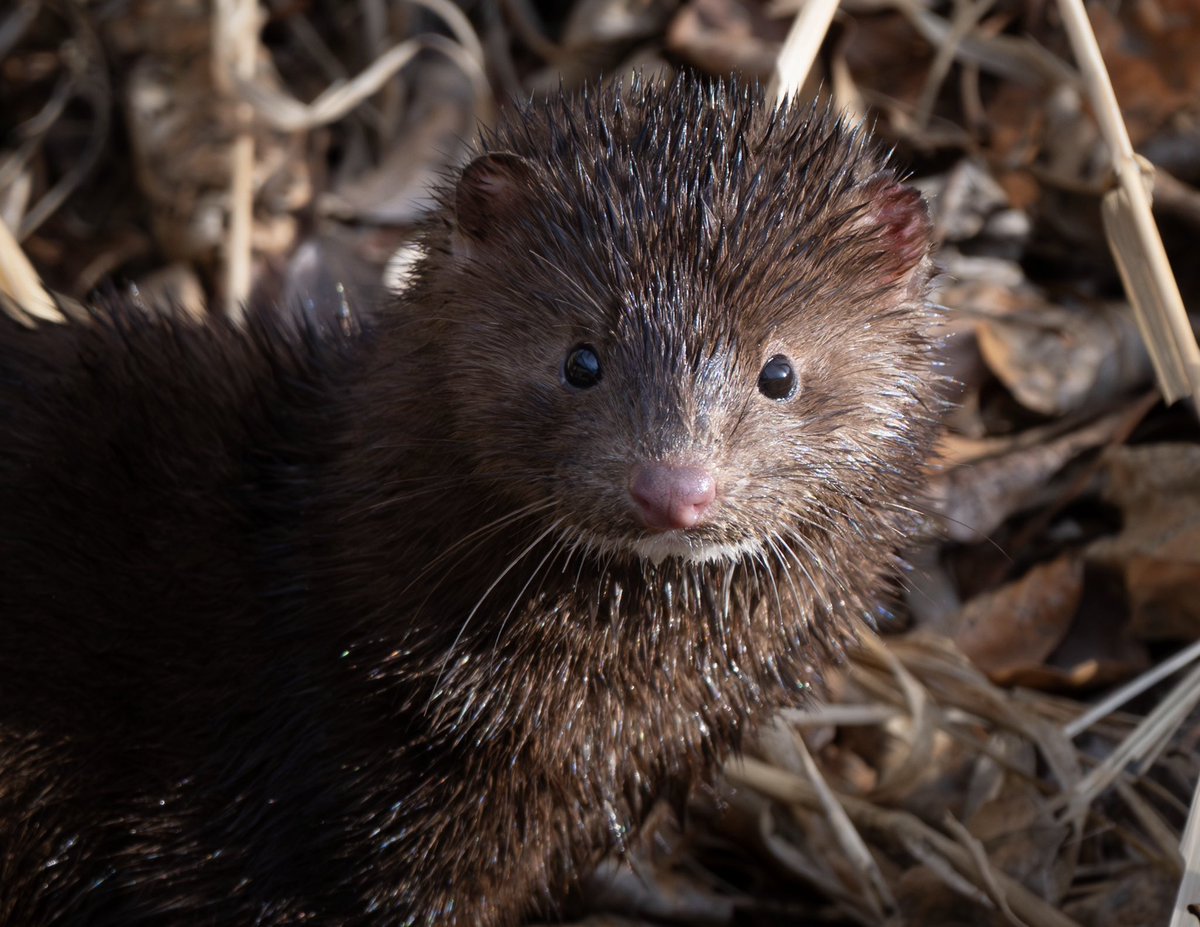 trina_artist's tweet image. Went to Calgary to check out the local wildlife. I decided to go to the Inglewood bird sanctuary one morning,and to my surprise, I saw mink in really great warm light! 
#yyc #wildlife #loveit