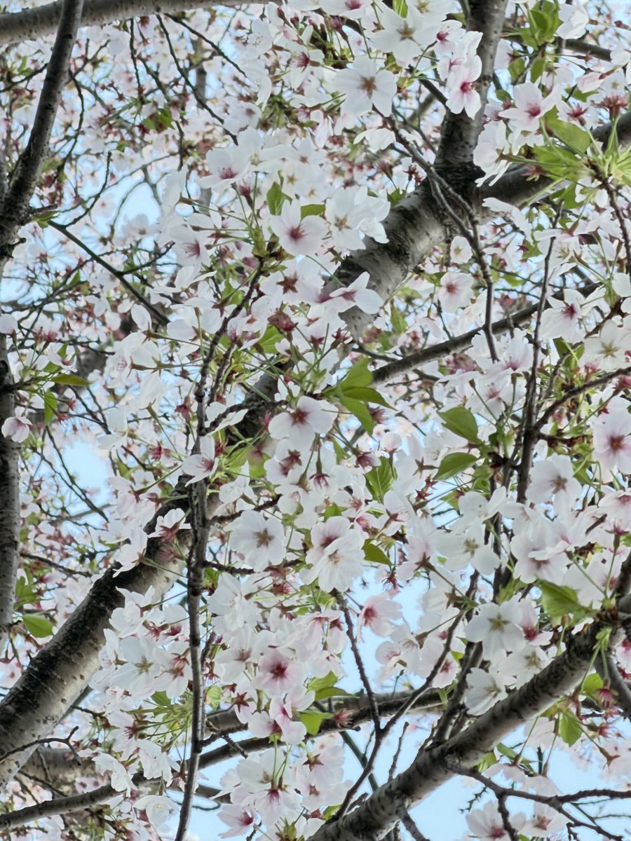 ムク🏕️ tweet media