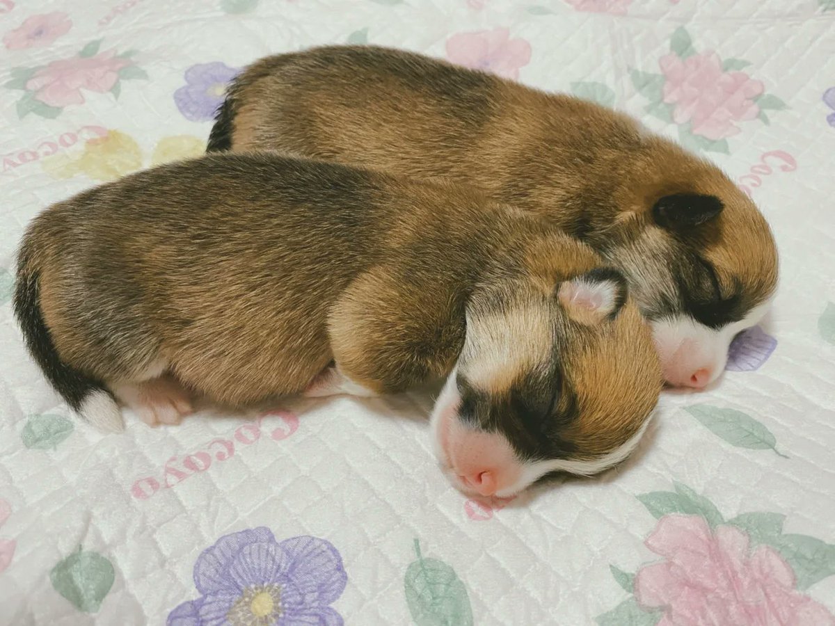 Ricardo Bandin tweet media