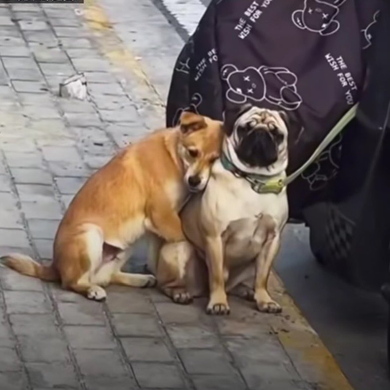 acervo doguinhos tweet media