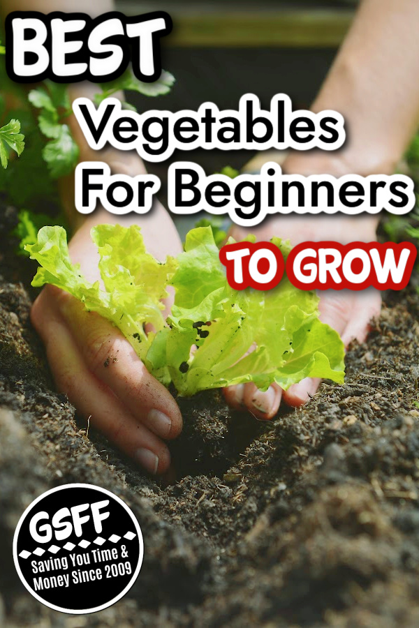 Dian_Farmer_'s tweet image. Best Vegetables To Grow For Beginners

dianfarmer.com/grow-these-veg…
#backyardgardening #lovegardening #gardener #kitchengarden