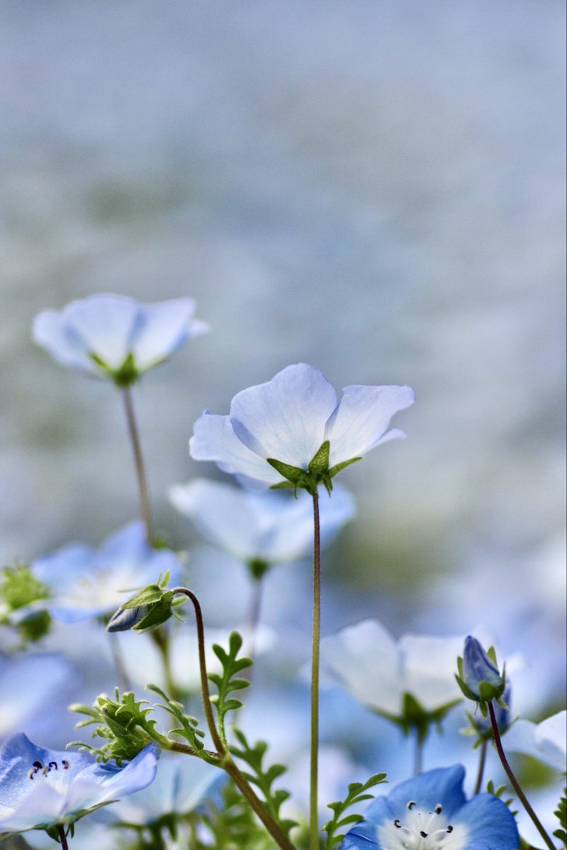 umeboshi3882's tweet image. おはようございます☺️

#TLを花でいっぱいにしよう #flower