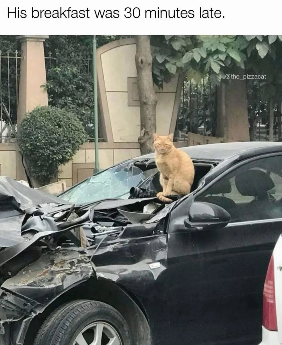 WholesomeMemes tweet media