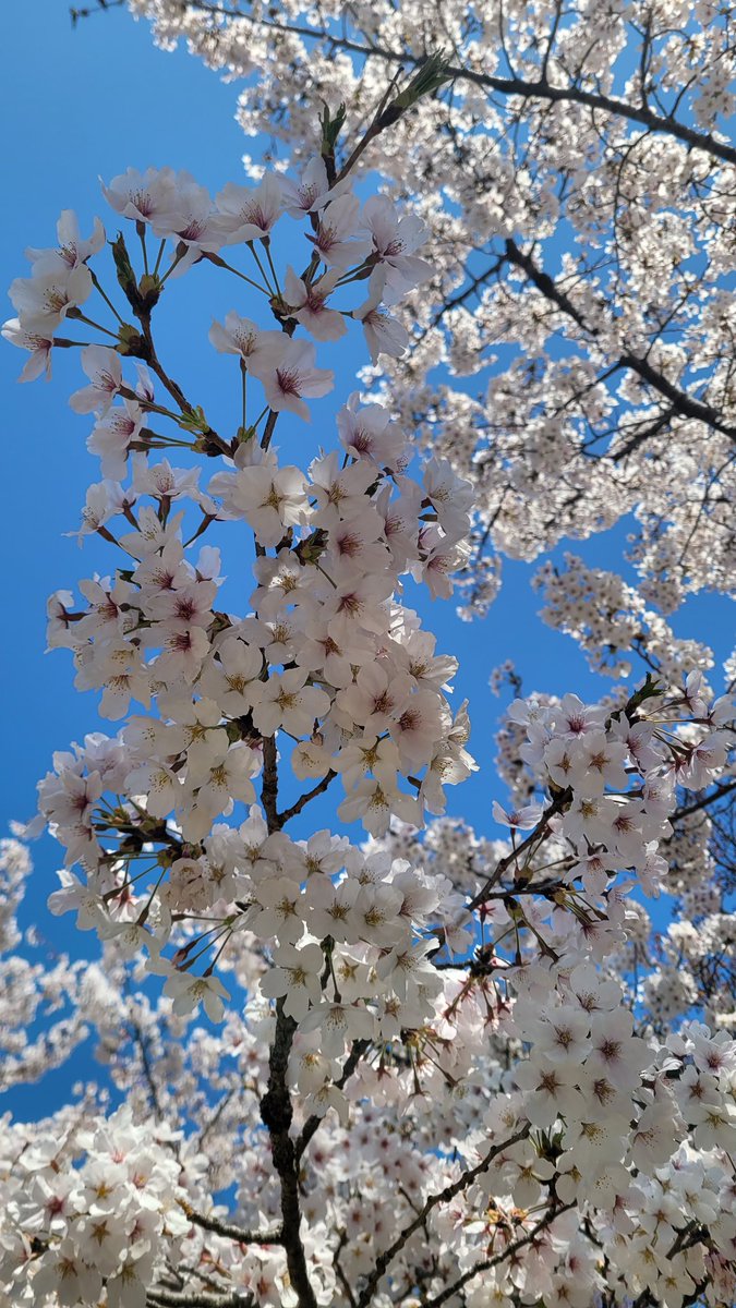 eunbyul003's tweet photo. Cherry blossoms are in full bloom in Korea. I hope happiness blossoms in everyone’s life as well.
#CherryBlossom #SpringInKorea #FullBloom #WishingHappiness #PositiveVibes #SpringMood #BlossomSeason 🌸 https://t.co/mXmVeTPb37