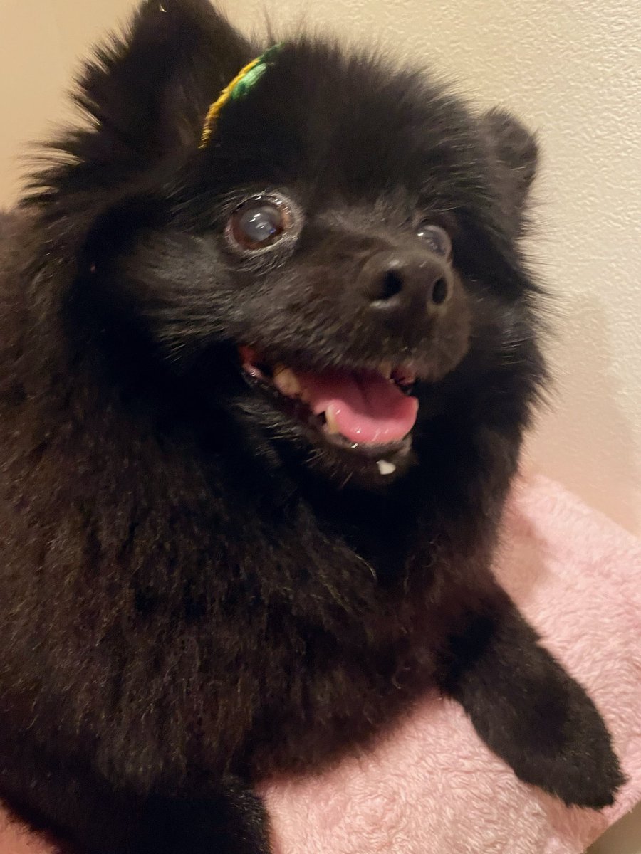 ここにこ tweet media