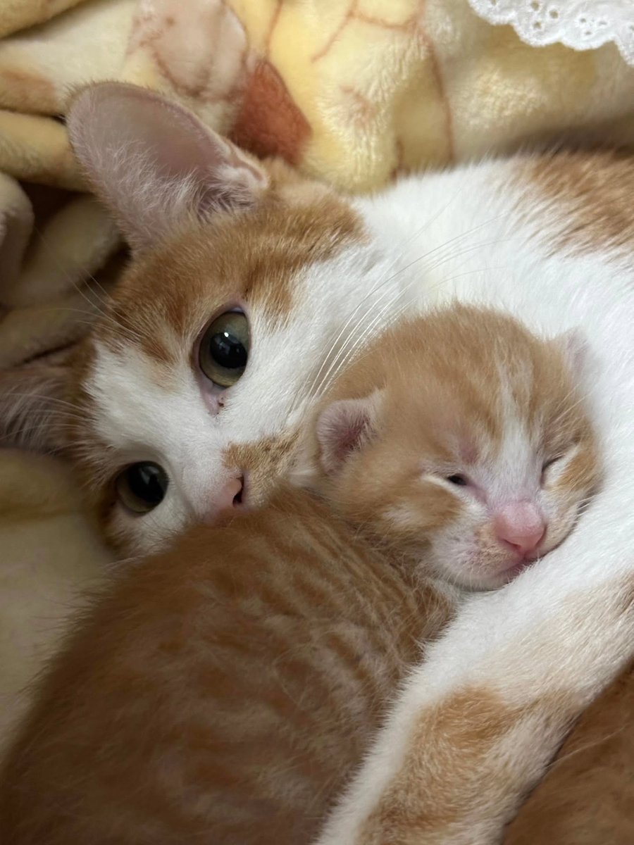 CuteLittleCats🐱 tweet media