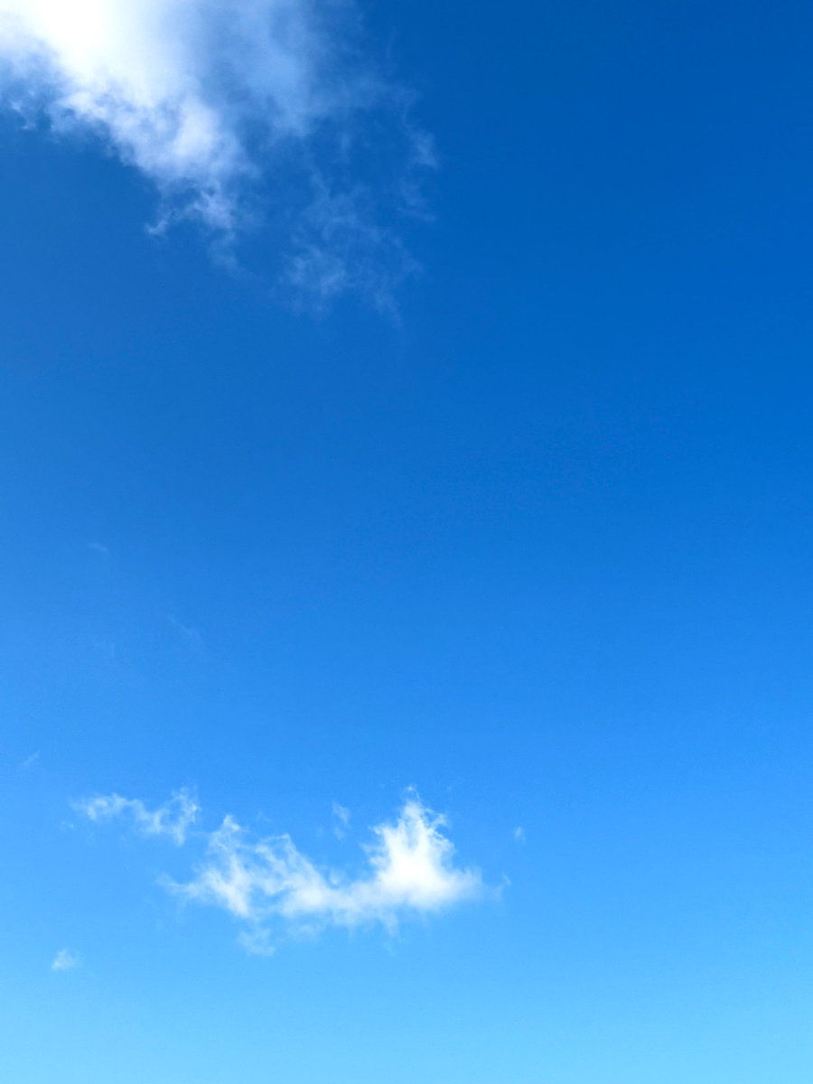 Starry tanuko 🍸 tweet media