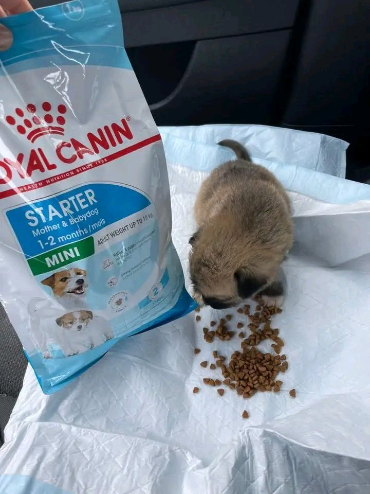 🚨 WE ARE OUT OF FOOD!!
This is not just another post…
This is desperation.
We need 300 bags of food just to keep going.
ONE bag = 11€
The truth is painful:
💔 Emojis don’t feed the dogs
💔 Shares alone don’t pay the suppliers
💔 And food cannot be taken on debt. 
LINK IN BIO !