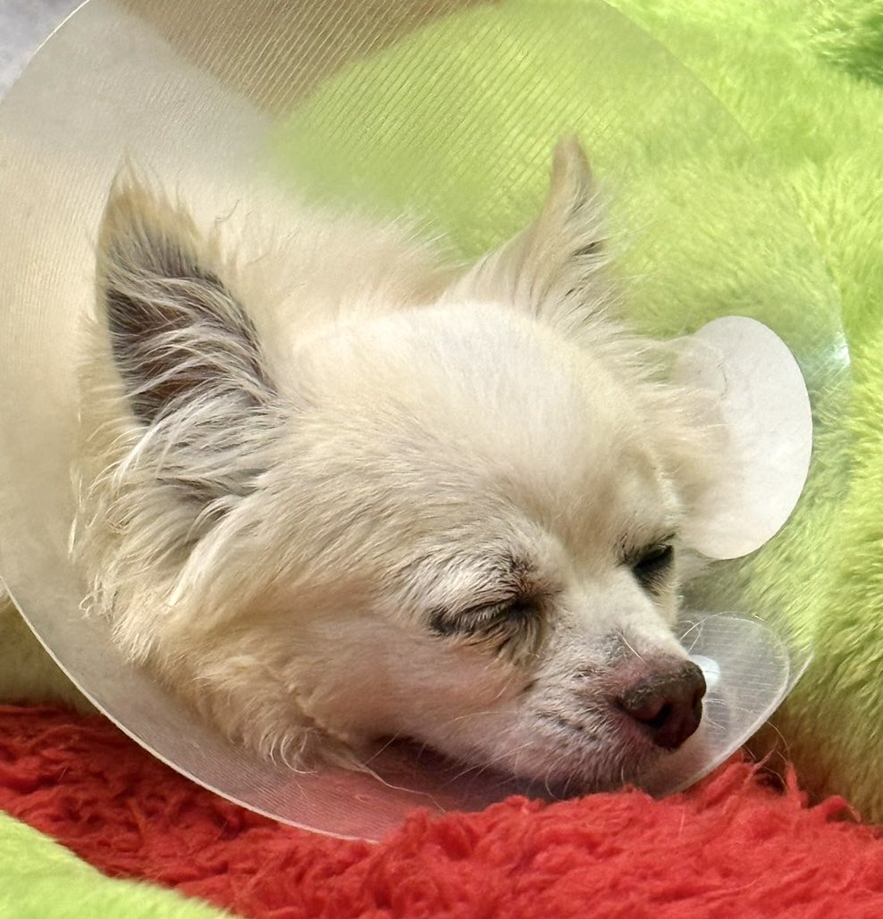 Leon2019_4's tweet image. おはぎょうだ😃
4月9日(木) 行田市☀️☁️最高気温22℃
疲れやすい日々。休息とリフレッシュが必要だワン🐶
#チワワ　#犬　#ペット　#保護犬
〔今日のレオンくん↓〕