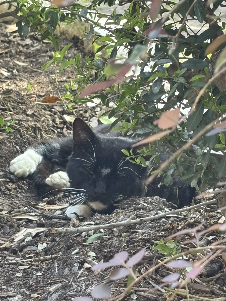 non-threatening wooloo tweet media