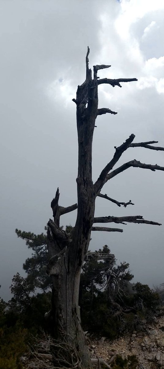 YÖRÜK🇹🇷🍀 tweet media