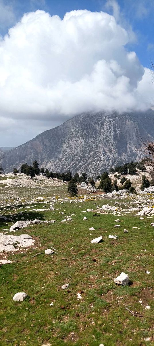 YÖRÜK🇹🇷🍀 tweet media