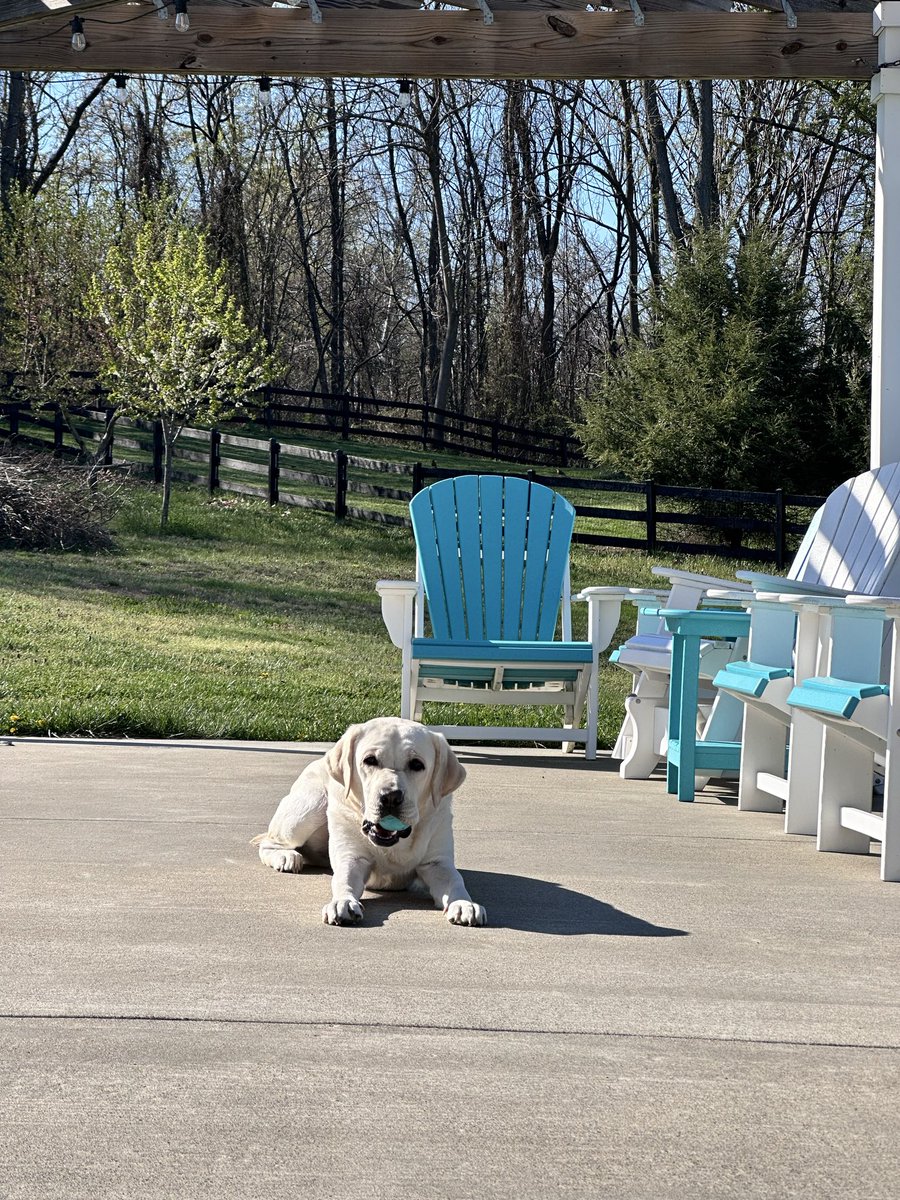 LΞi7 🐈🐈‍⬛🦊🐧🐥🦌🐶 tweet media