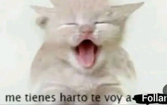 Maestre Mapaxito tweet media