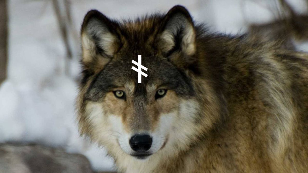 An Old Norse heiti for wolf was vitnir. 
“Vitr” means wise, from which wit derives; vitnir could mean wise one, fitting with their intelligence and connection with the wisest of the Gods.
Troll-women often ride on wolves, signifying their role as bringers of hidden knowledge. ᚬ