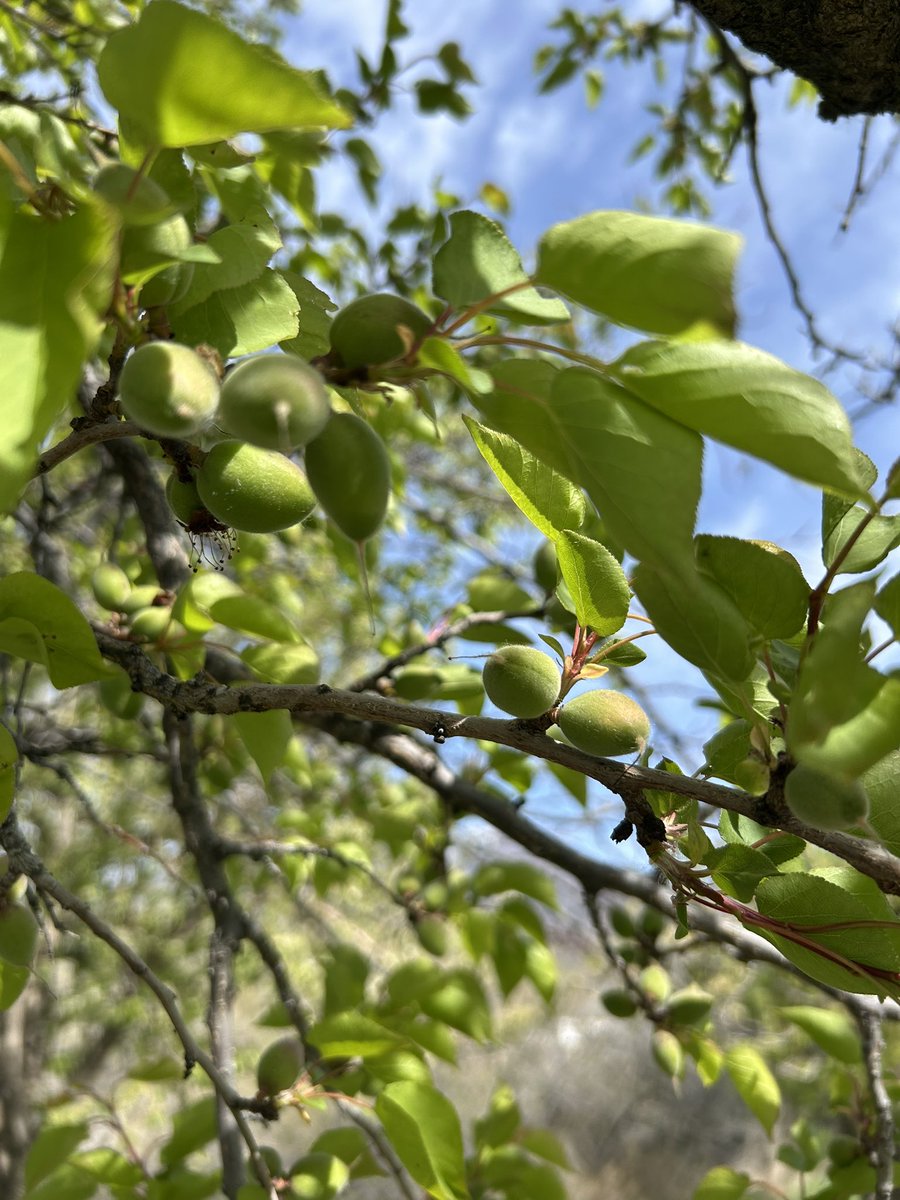 The Wasatch Jackalope tweet media