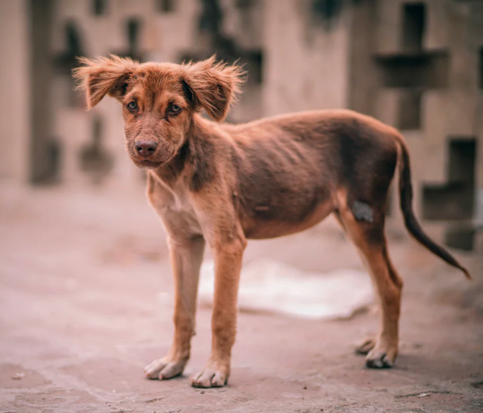 Lucía Hernández | Amo La Ciencia tweet media