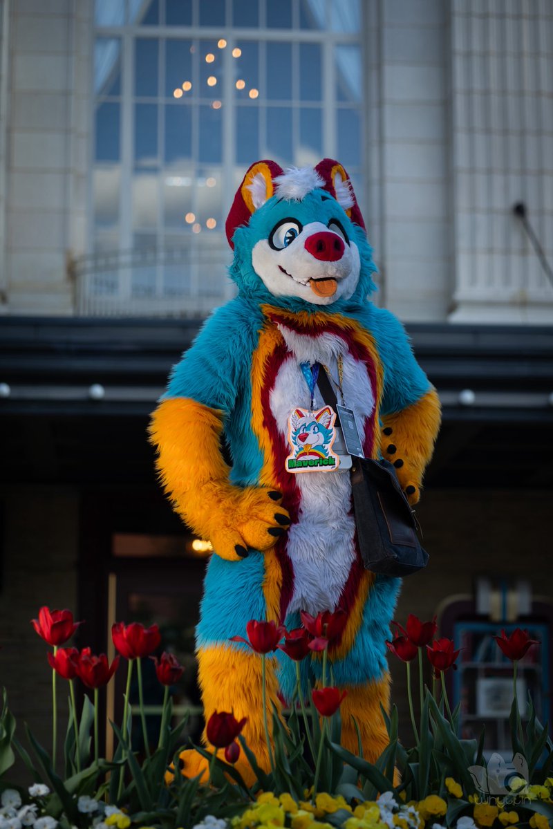 Maverick the Husky tweet media