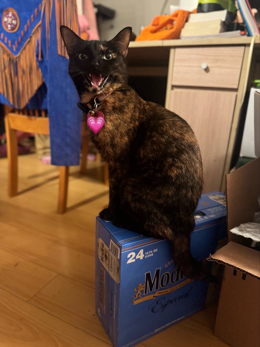 risotto 🤎 bonkers & jasper tweet media