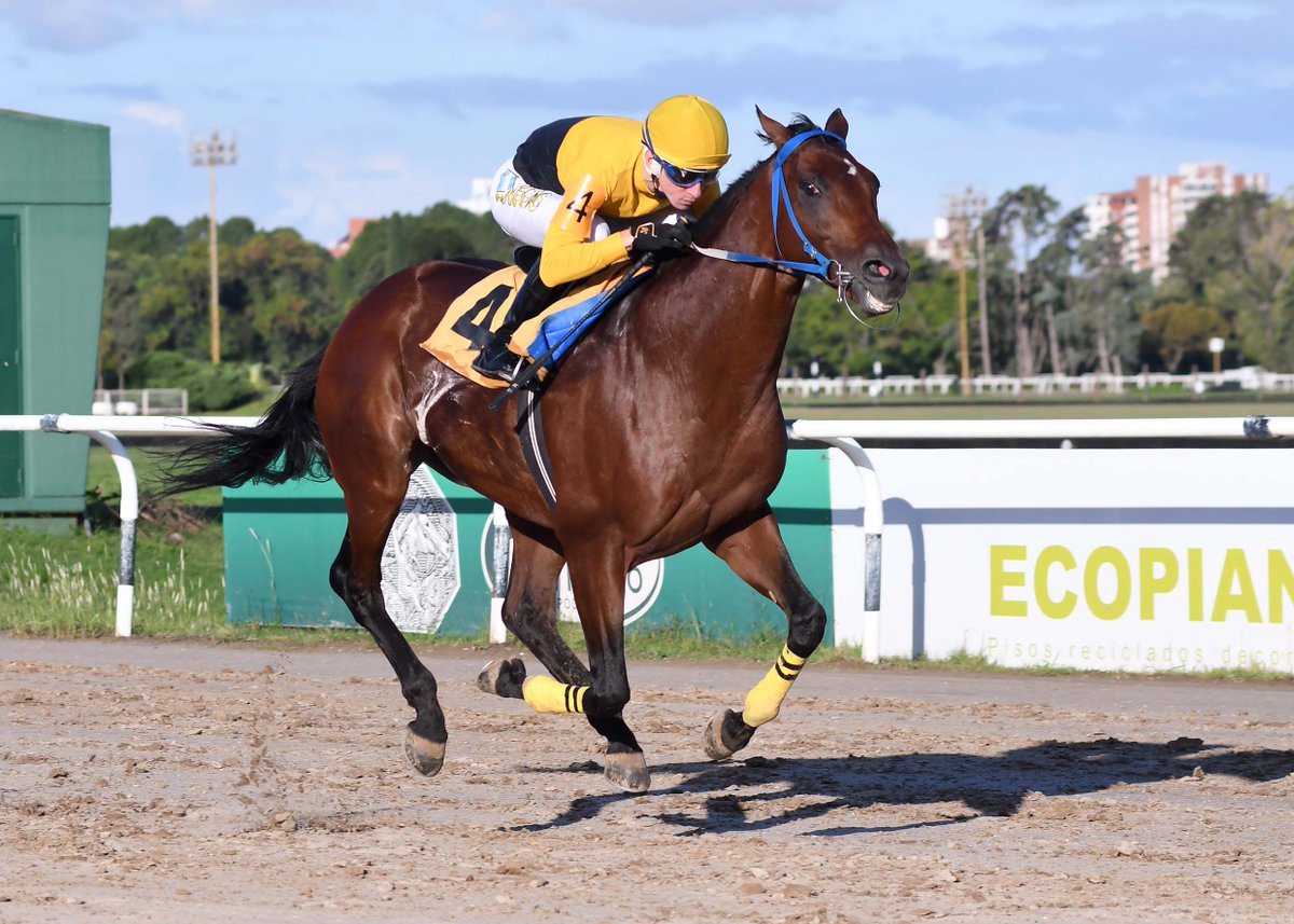 HipSanIsidro's tweet photo. ✅ En el @HipSanIsidro se disputó el #EspecialRico (1800m), donde se impuso #QualityBoy (6 años, Asiatic Boy), del #StudPedroYAgustín, entrenado por #CarlosVescia y dirigido por #KevinBanegas. https://t.co/Ul1eH9jThb