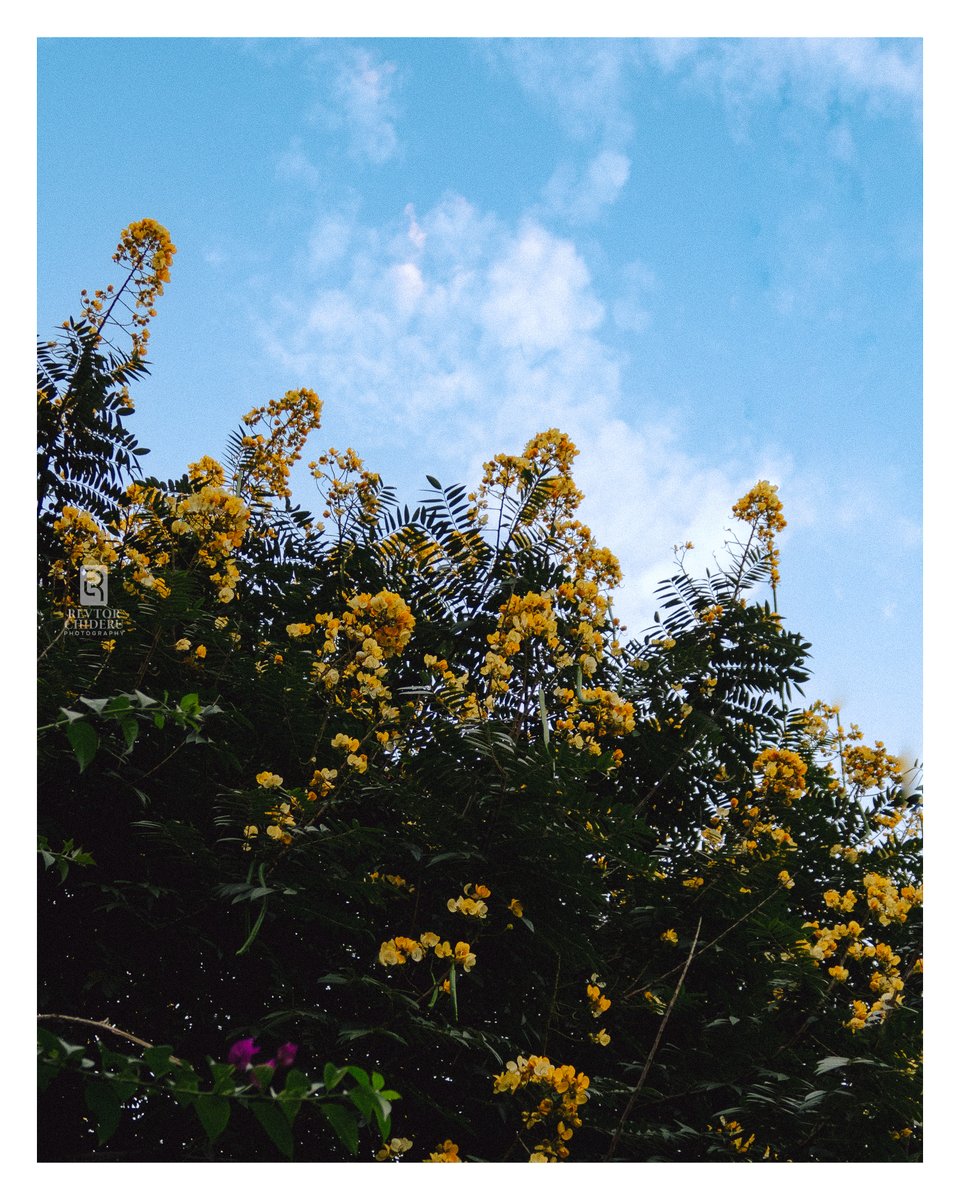 RevtorChideru's tweet photo. Peacefulness.
Day 129 of 365 | Weekly Theme - Plant Life.
#365Project #DailyPhotography #DailyCreativePractice #DocumentYourDays #CanonShooter #CanonG7X https://t.co/gflXQPZrbz
